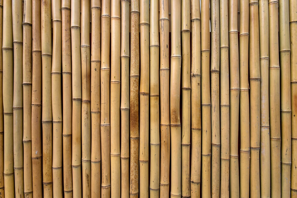 Plant Towering Bamboos
