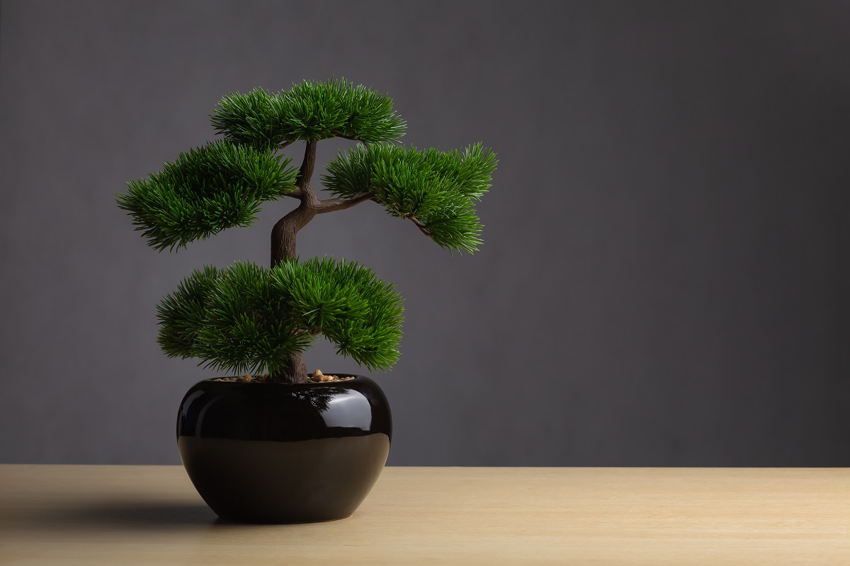 Bonsai On The Desk. The Backdrop Is A Dark Gray Background. The